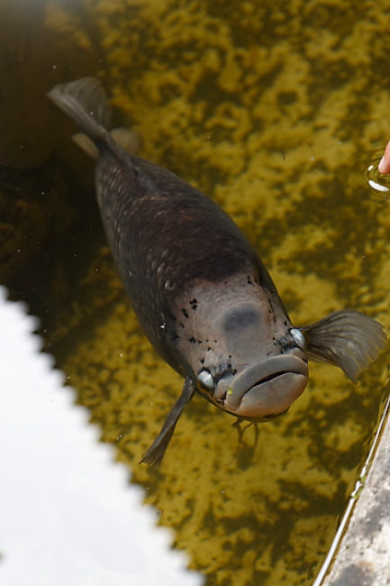 Muang Boran-2013-008